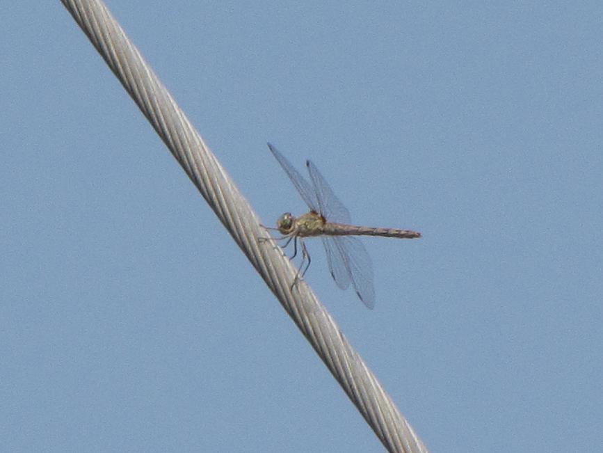Libellule